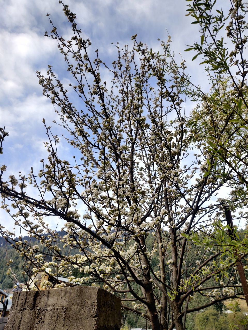 Photo of Manali by Krunal Patel