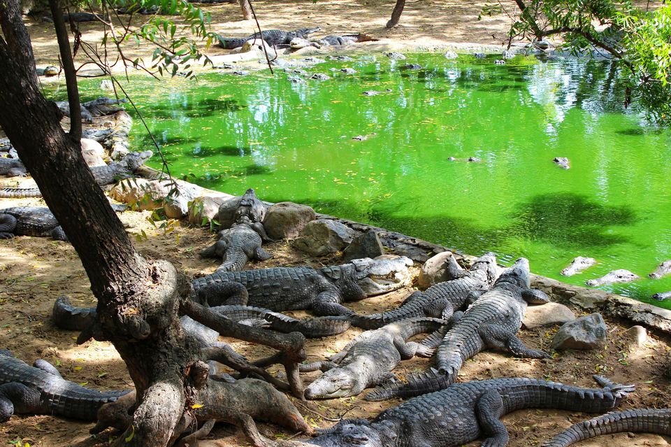 Photo of Crocodile Bank Beach, Thiruvidanthai, Tamil Nadu, India by Koushik Dhar