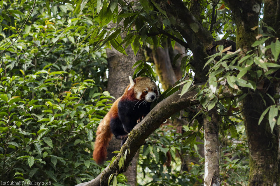 Photo of Buxa Fort, Buxa Hill Forest, West Bengal, India by Suvhojit Khan