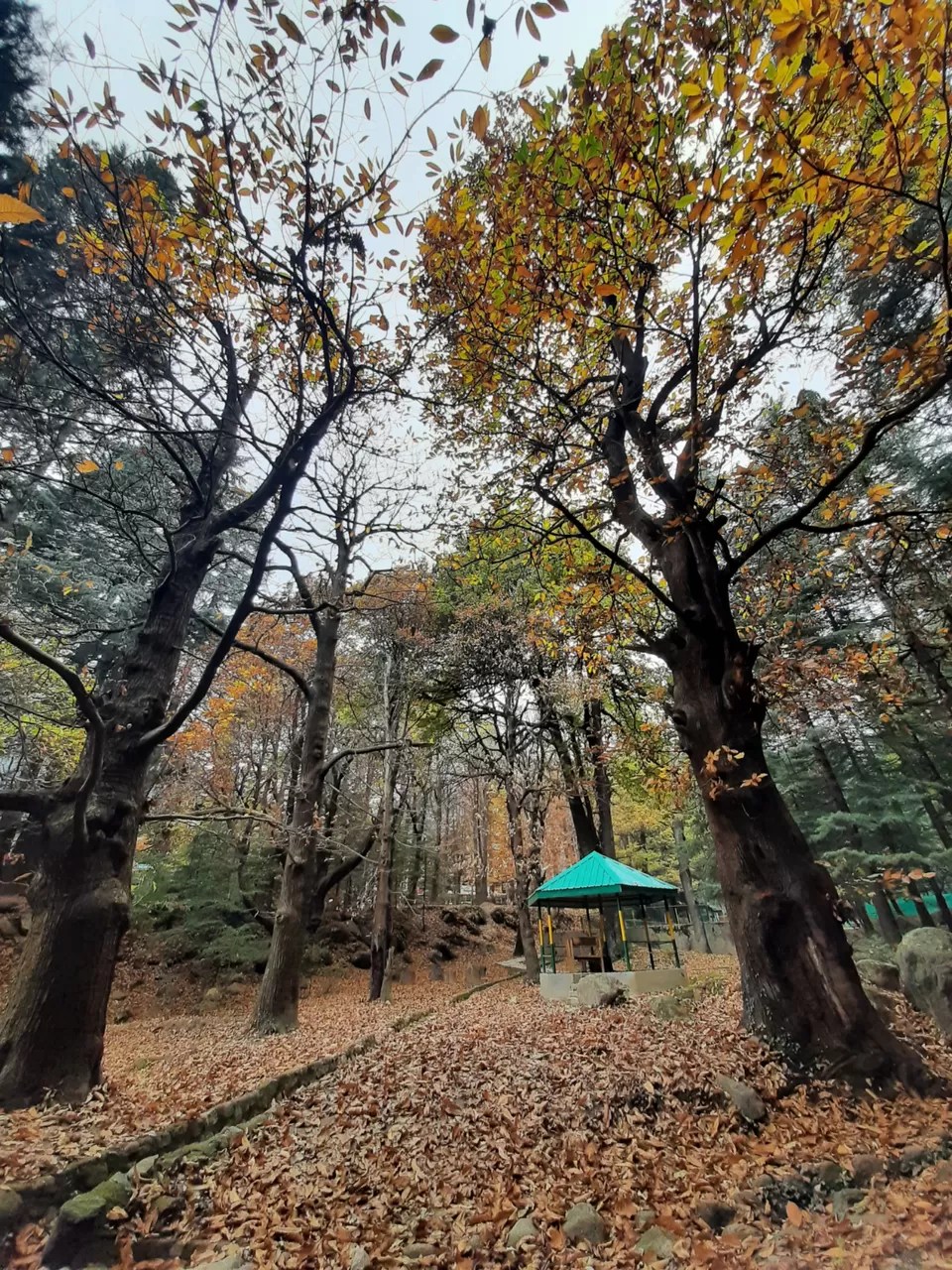 Photo of Old Manali, Manali, Himachal Pradesh, India by Pragati Arora