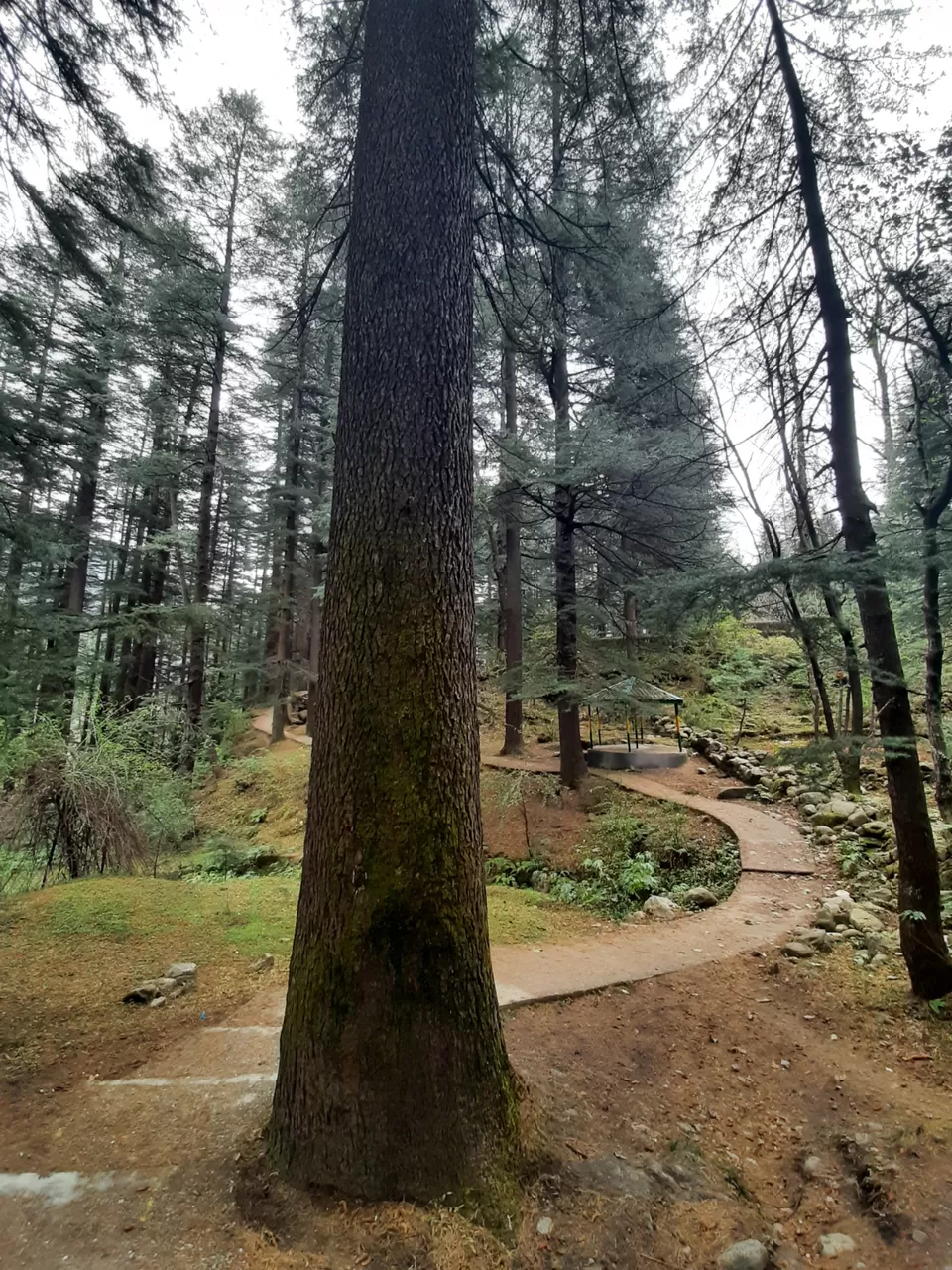 Photo of Old Manali, Manali, Himachal Pradesh, India by Pragati Arora
