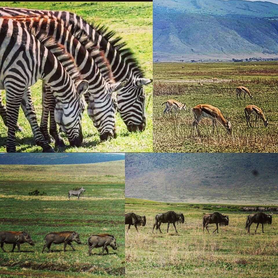 Photo of Ngorongoro Crater, Ngorongoro, Arusha Region, Tanzania by TheWandererKC