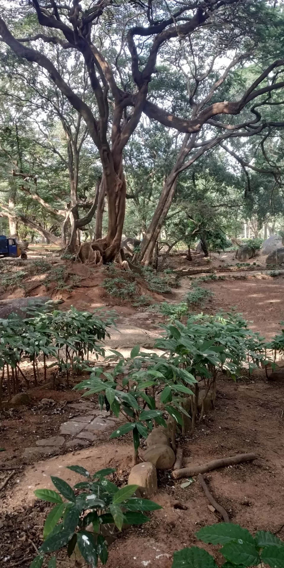 Photo of Cubbon Park, Sampangi Rama Nagara, Bengaluru, Karnataka, India by Rahul Ravi