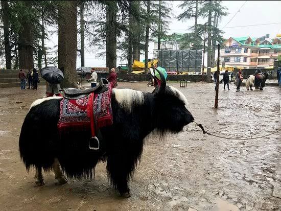 Photo of हिडिम्बा मन्दिर मनाली की यात्रा by jayk ~d~ traveller