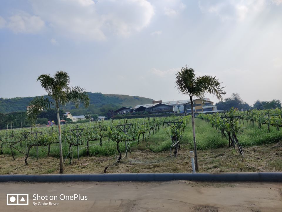 Photo of SULA-The Indian Napa Valley 3/11 by GlobeRover