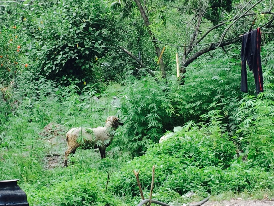 Photo of Goat eating cannibal by Jesudas Antonyraj(MilesToGoo)