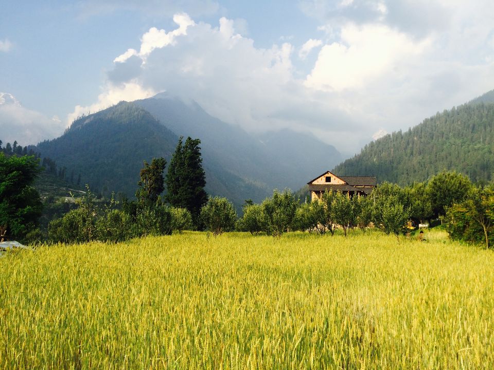 Photo of Wheat field Pulga by Jesudas Antonyraj(MilesToGoo)