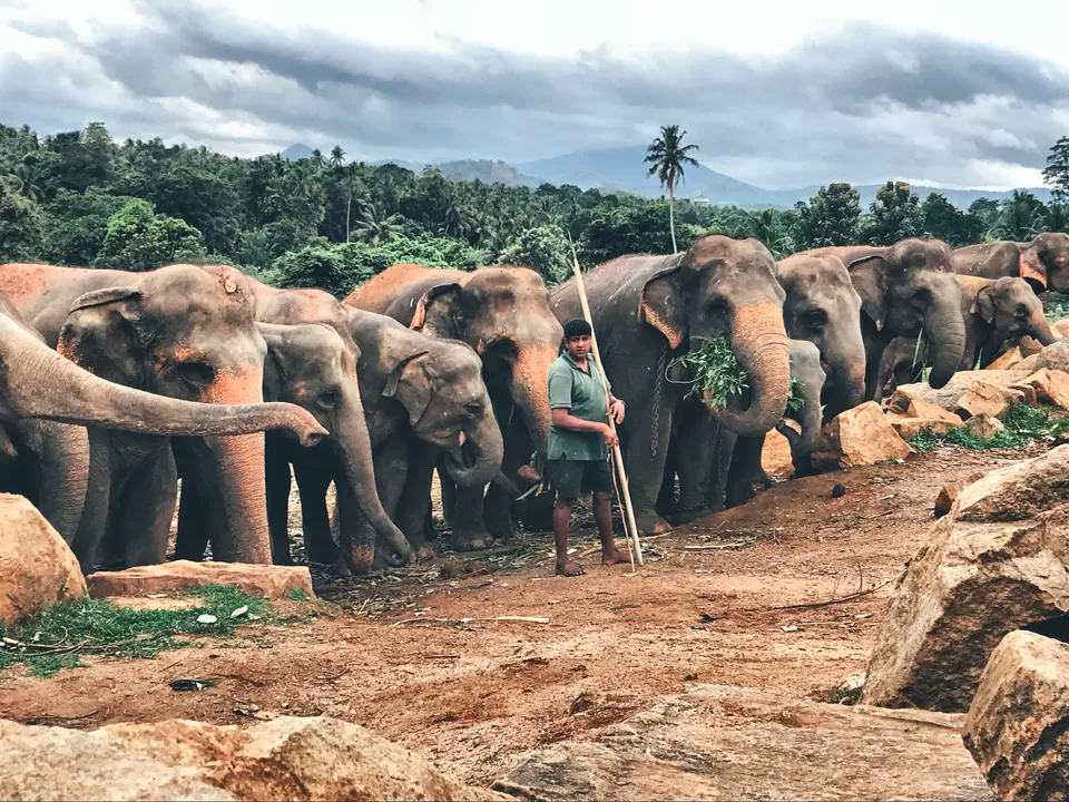 Photo of Pinnawala Elephant Orphanage, B199, Rambukkana, Sri Lanka by Shobita Negi