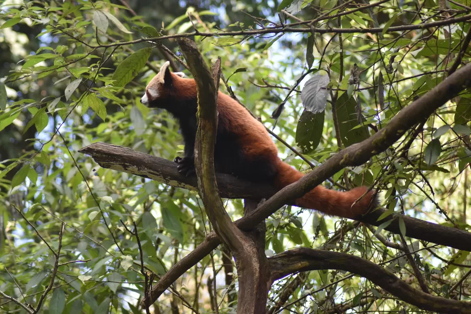 Photo of Sikkim Himalayan Zoological Park, Gangtok, Sikkim, India by Hazelgirl