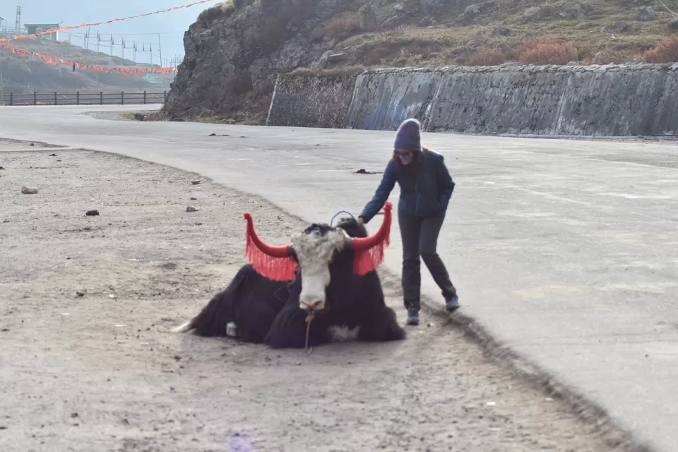 Photo of Yumthang, Sikkim, India by Hazelgirl