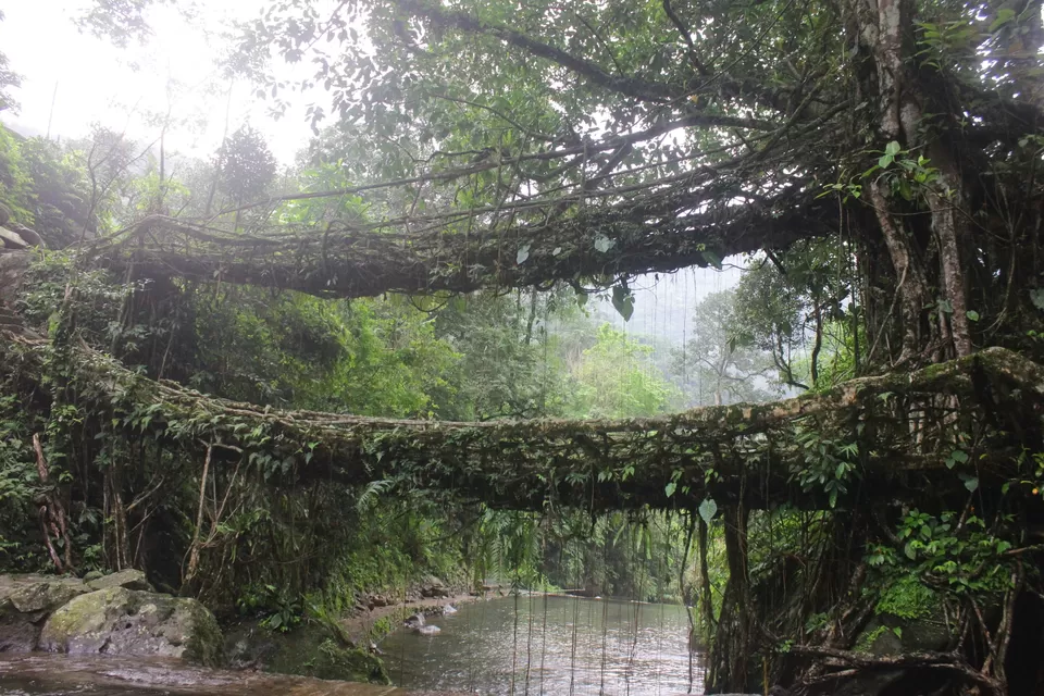 Photo of Double Decker Living Root Bridge By Arun Kumar P