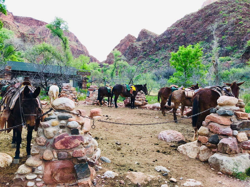 Photo of Phantom Ranch River Trail, Grand Canyon Village, AZ, USA by Sri (Mumiamalright.Com)