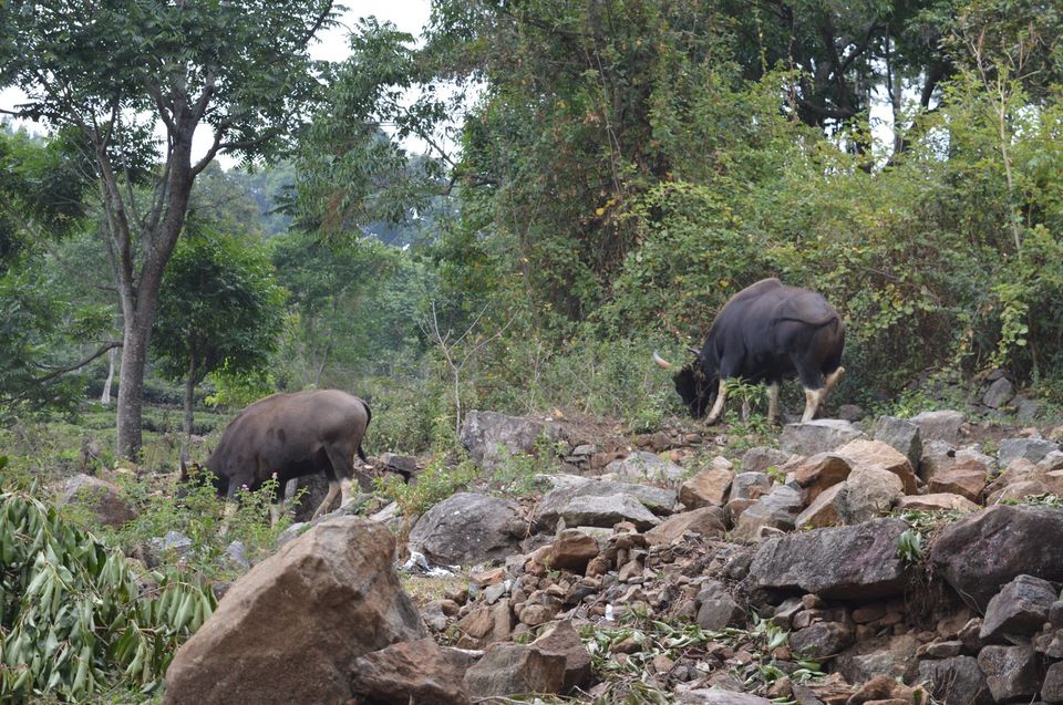Photo of Kottagiri (A Simple Hil station with less hype) 1/33 by Lakshmisha Sha