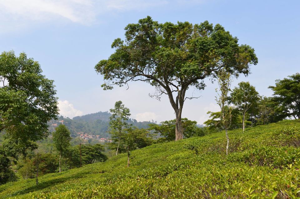 Photo of Kottagiri (A Simple Hil station with less hype) 9/33 by Lakshmisha Sha