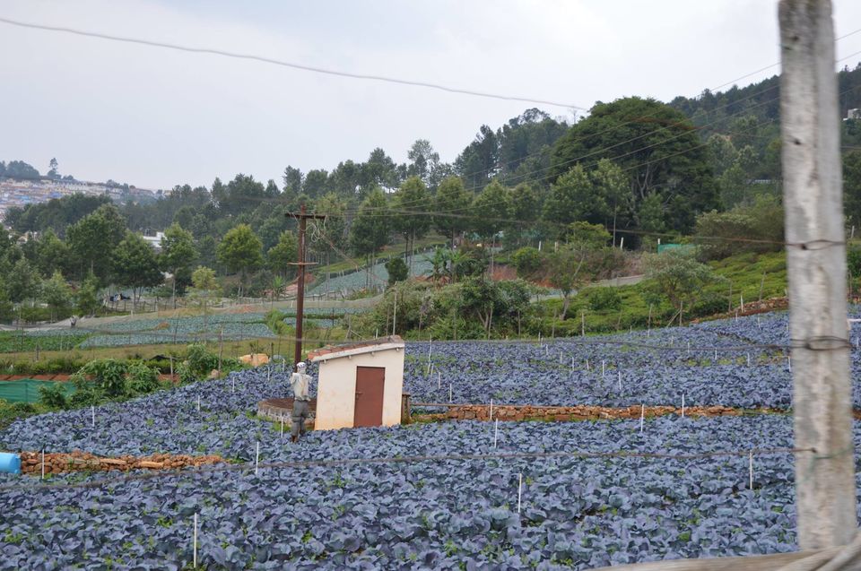 Photo of Kottagiri (A Simple Hil station with less hype) 26/33 by Lakshmisha Sha