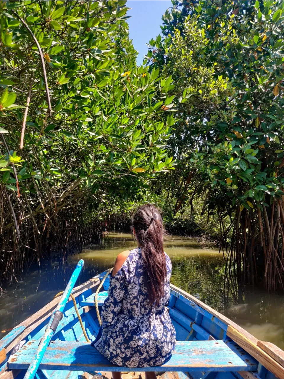 Photo of Mangrove Forest by Sayali bhalerao