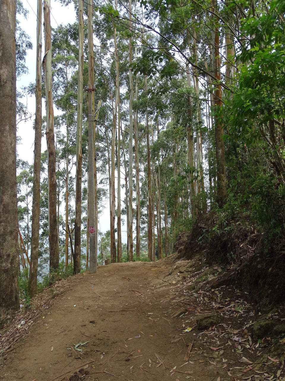 Photo of Kodaikanal, Tamil Nadu, India by Debadrita Jana