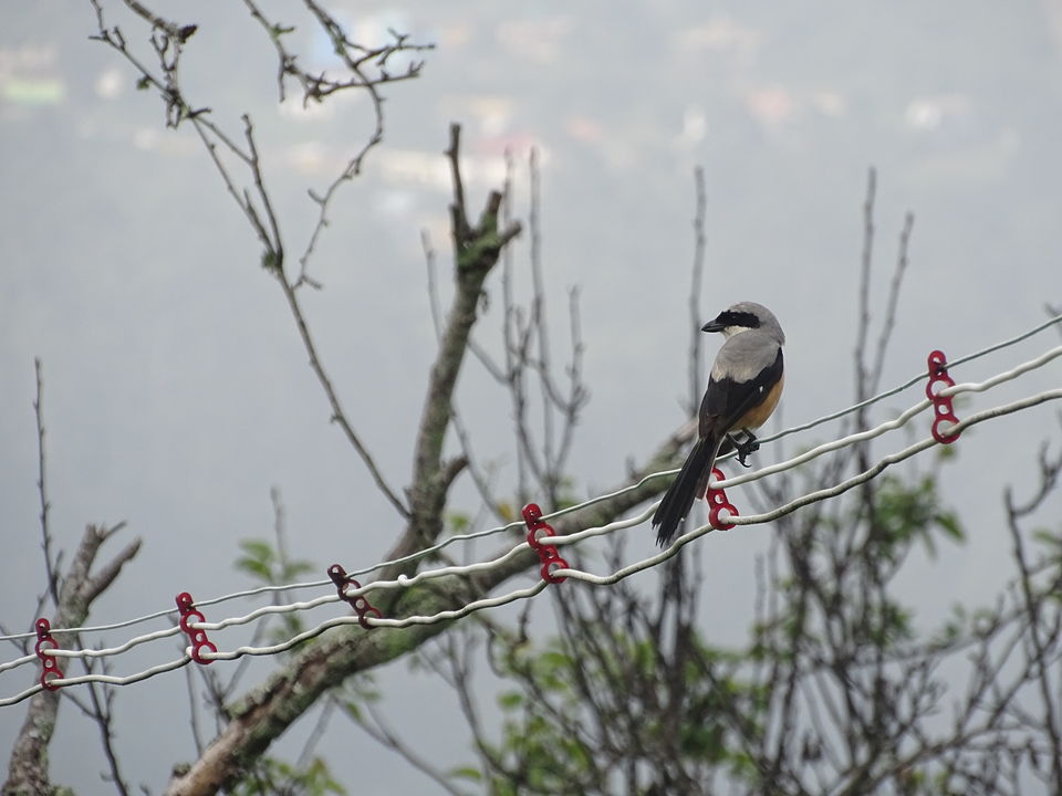Photo of Kodaikanal, Tamil Nadu, India by Debadrita Jana
