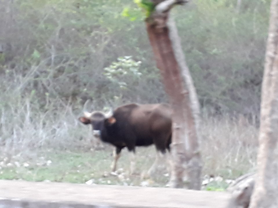Photo of B R Hills, Karnataka, India by Debadrita Jana