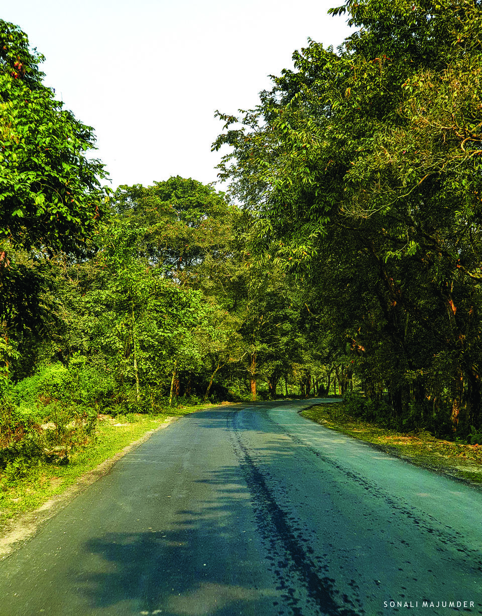 Photo of Pinewood Resort, Kolakham, West Bengal, India by Sonali Majumder