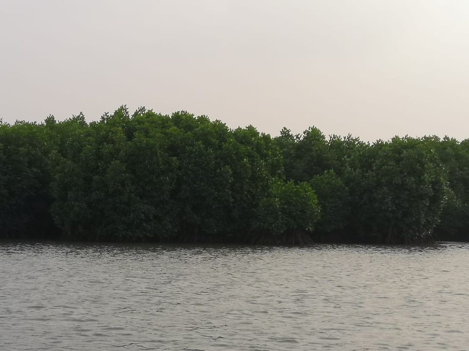 Photo of Pichavaram Mangrove Forest, Pichavaram, Tamil Nadu, India by doc shana