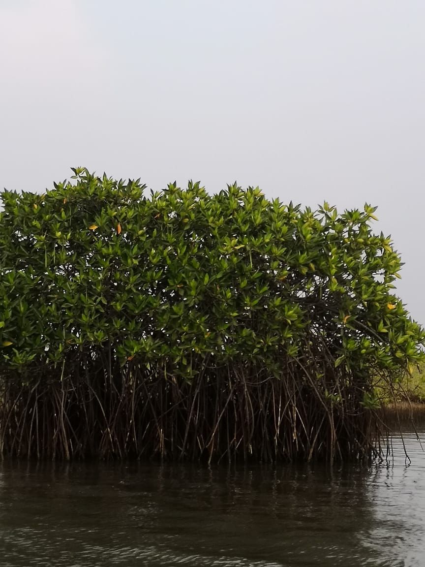 Photo of Pichavaram Mangrove Forest, Pichavaram, Tamil Nadu, India by doc shana