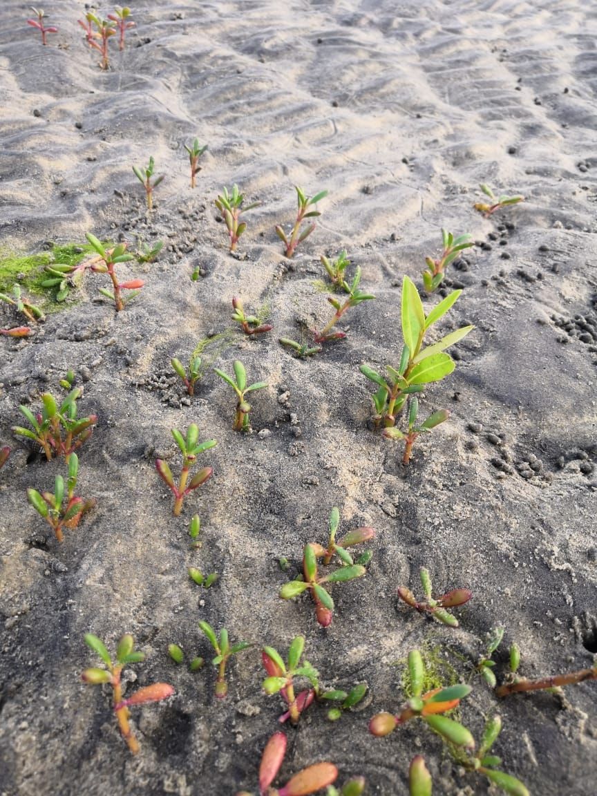 Photo of Pichavaram Mangrove Forest, Pichavaram, Tamil Nadu, India by doc shana