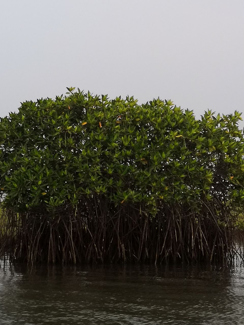 Photo of Pichavaram Mangrove Forest, Pichavaram, Tamil Nadu, India by doc shana