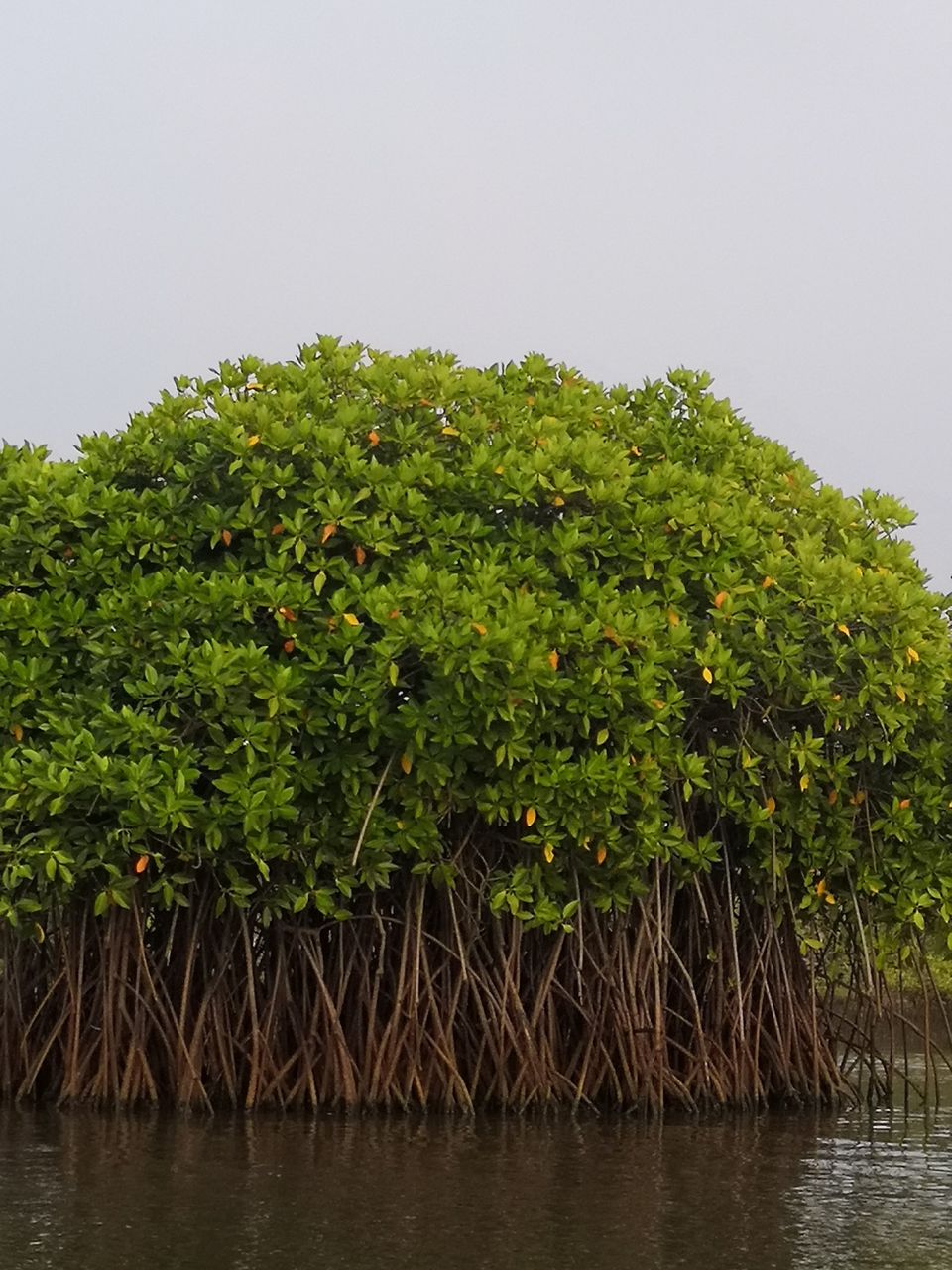 Photo of Pichavaram Mangrove Forest, Pichavaram, Tamil Nadu, India by doc shana