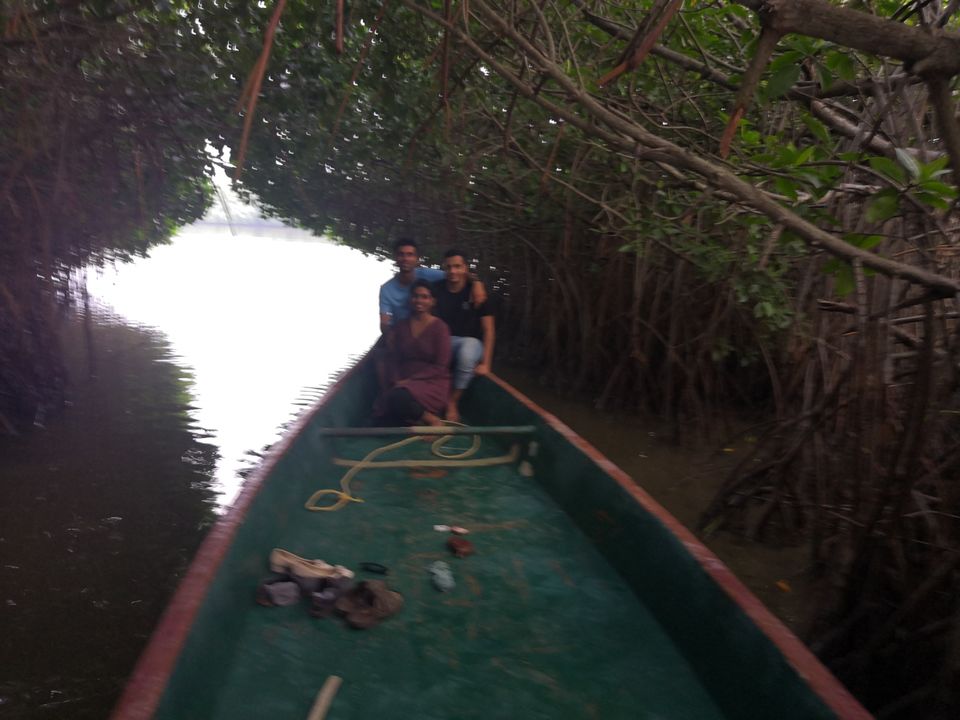 Photo of Pichavaram Mangrove Forest, Pichavaram, Tamil Nadu, India by doc shana