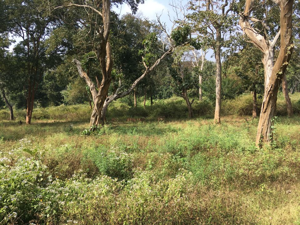 Photo of Bandipur National Park, Bandipur, Karnataka, India by Rohit unnikrishnan