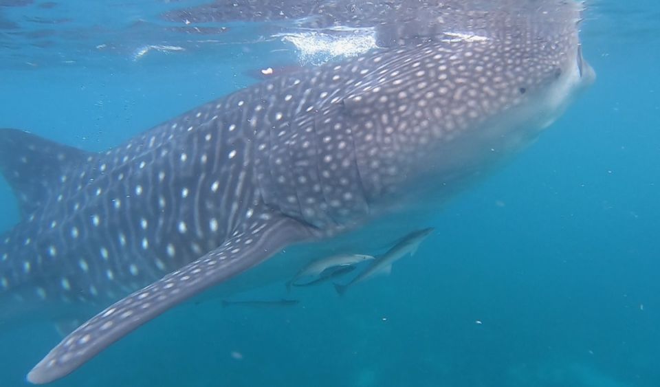 Photo of Moalboal, Cebu, Philippines by Vikas Aryan