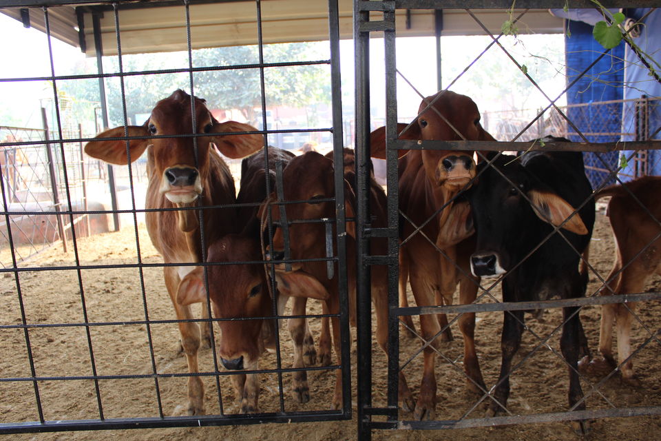 Photo of Bissar Akbarpur, Haryana, India by Jyoti Thakral