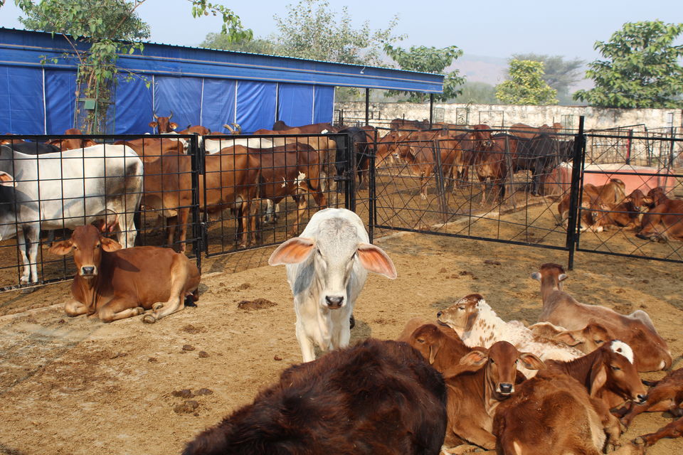 Photo of A Day well spent at Kamdhenu GauDham by Jyoti Thakral
