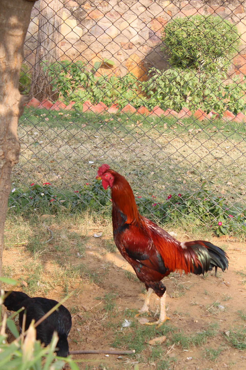 Photo of A Day well spent at Kamdhenu GauDham by Jyoti Thakral