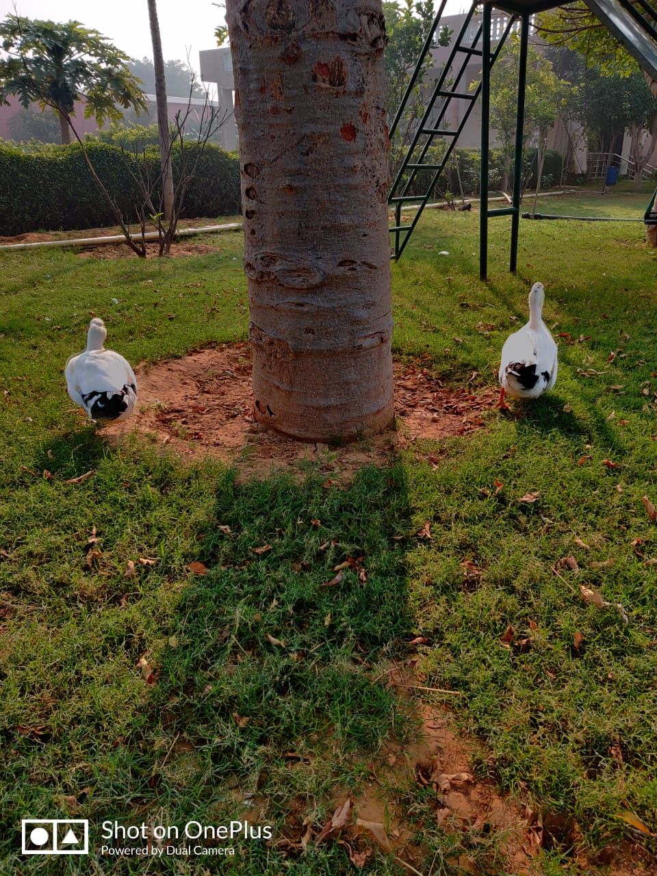 Photo of Bissar Akbarpur, Haryana, India by Jyoti Thakral