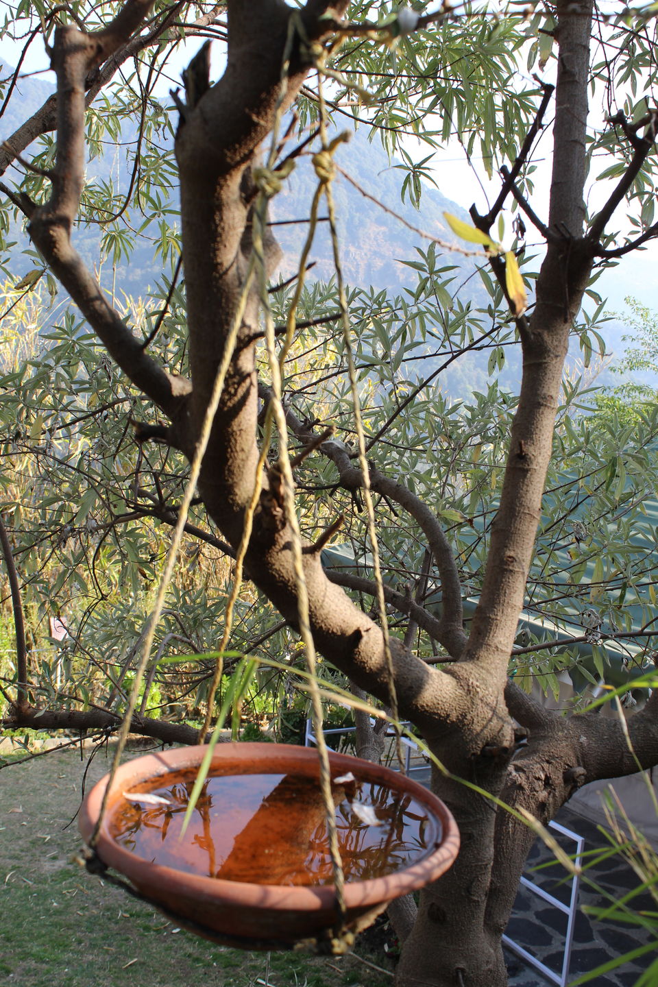 Photo of PANGOT| Nature Drops Resort | A complete guide to this hidden gem in Uttarakhand.... by Jyoti Thakral
