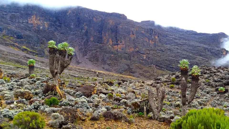 Photo of Mount Kilimanjaro by Francis Tapon