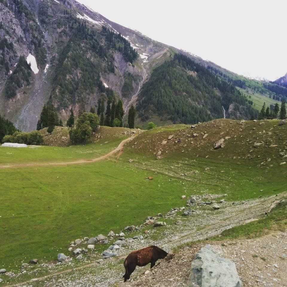 Photo of Journey to heaven - Kashmir by Gopika Gulati