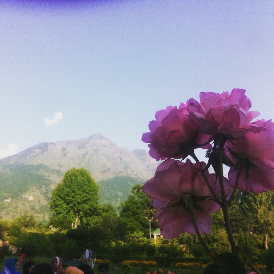 Photo of Journey to heaven - Kashmir by Gopika Gulati