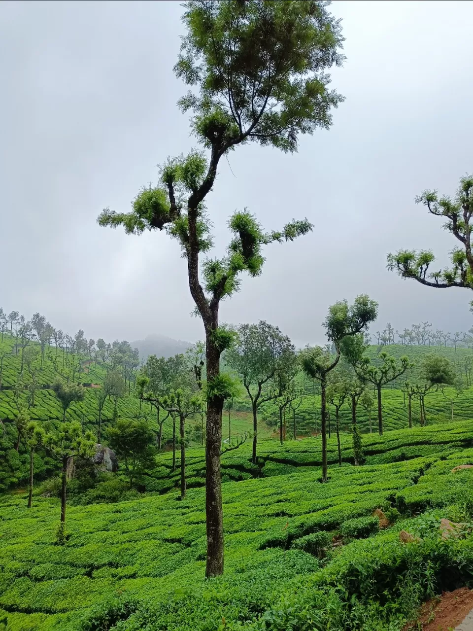 Photo of Kolukkumalai Sunrise point by Arjun s
