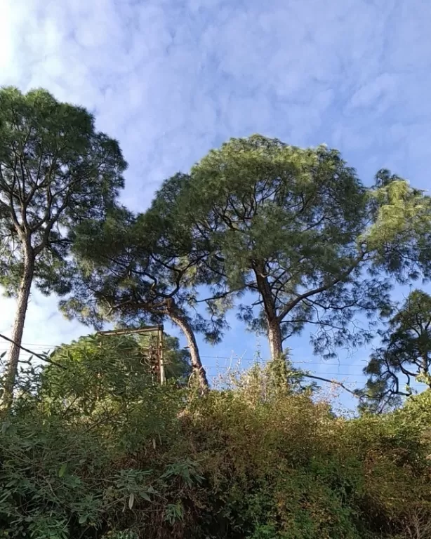 Photo of Kasauli Exotica, Garkhal - Madhiyana Road, Kasauli, Himachal Pradesh, India by soup