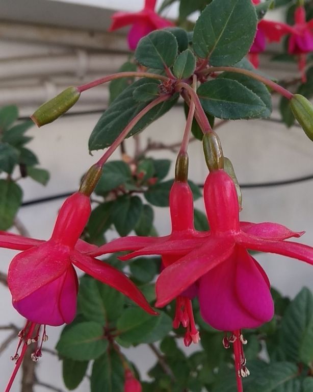 Photo of Kasauli Exotica, Garkhal - Madhiyana Road, Kasauli, Himachal Pradesh, India by soup