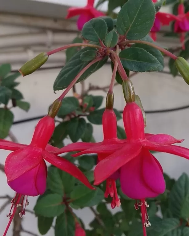 Photo of Kasauli Exotica, Garkhal - Madhiyana Road, Kasauli, Himachal Pradesh, India by soup