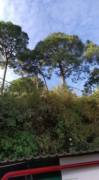 Photo of Kasauli Exotica, Garkhal - Madhiyana Road, Kasauli, Himachal Pradesh, India by soup