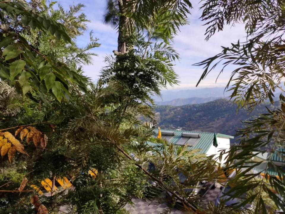 Photo of Kasauli Exotica, Garkhal - Madhiyana Road, Kasauli, Himachal Pradesh, India by soup