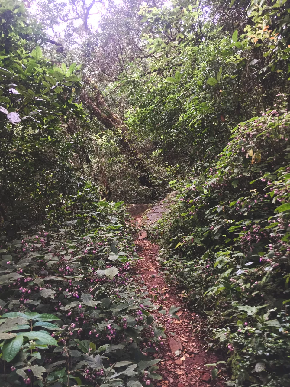 Photo of Rani Jhari Edge Point, Balige, Karnataka, India by Shravan K Acharya