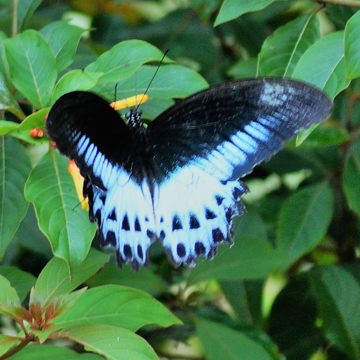 Photo of Chikmagalur and Ranijhari - Our Enchanting Vacation After 2 Years by Rajashree Ghosh