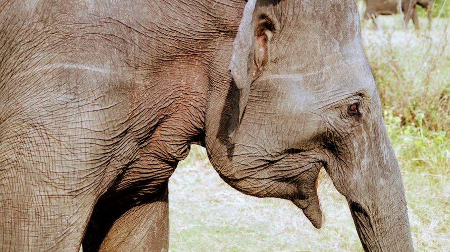 Photo of Must-See Attractions in Habarana Sri Lanka – A Quick Guide! 1/1 by Peaushan Devanarayana