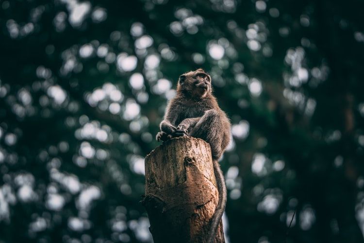 Photo of A Day Trip to Monkey Forest in Ubud, Bali – What to Expect 1/5 by Peaushan Devanarayana